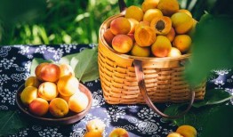 百果园爆料视频大全最新,新鲜水果盛宴，揭秘行业秘密